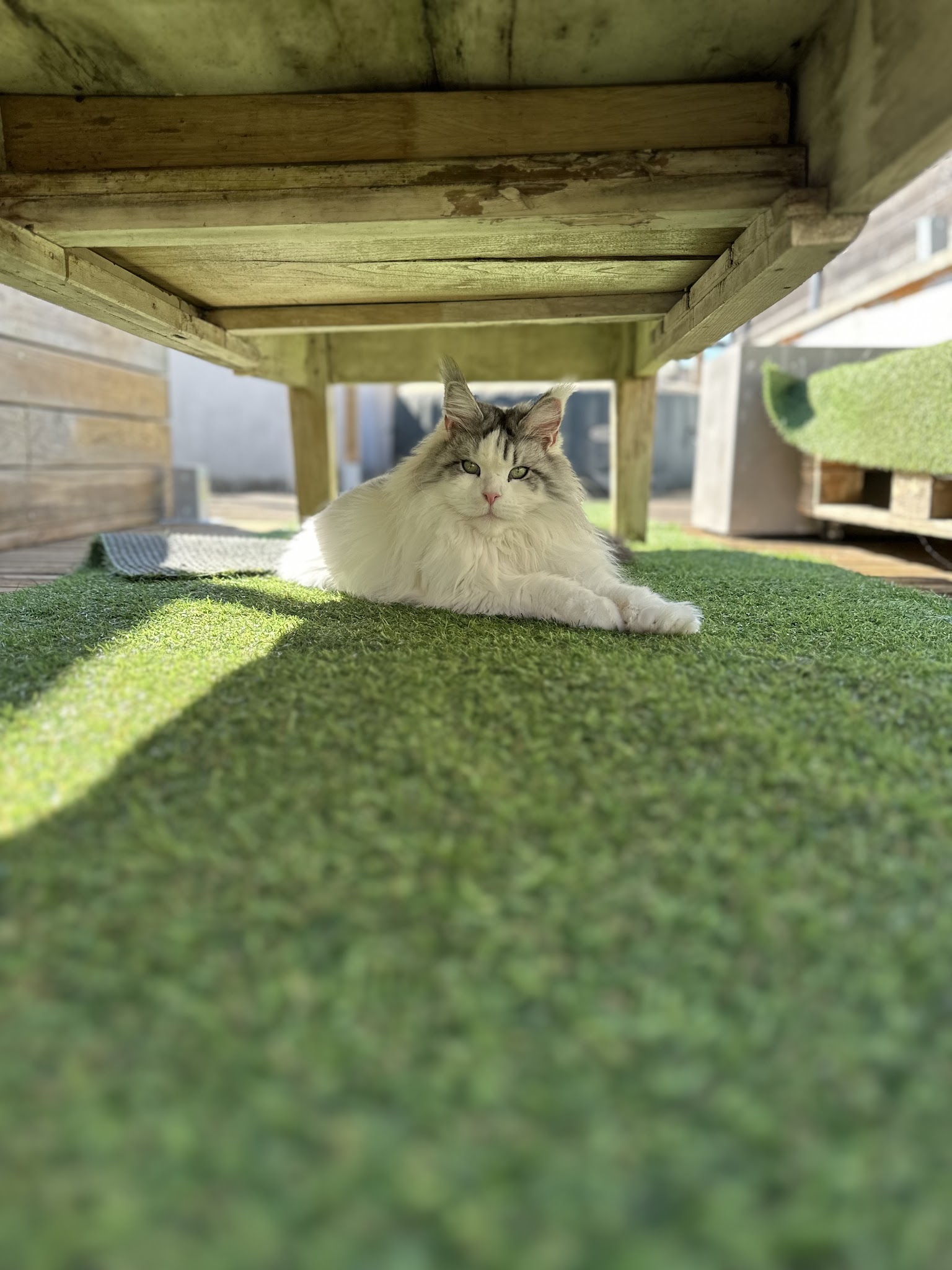 May & Co. Petsitting — photo
