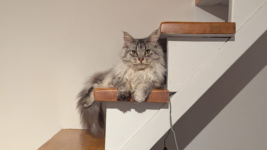 May & Co. Petsitting — photo