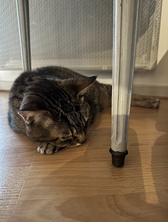May & Co. Petsitting — photo