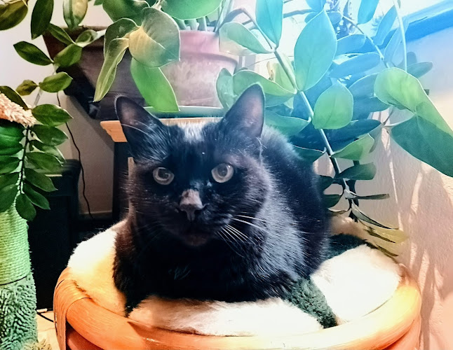 May & Co. Petsitting