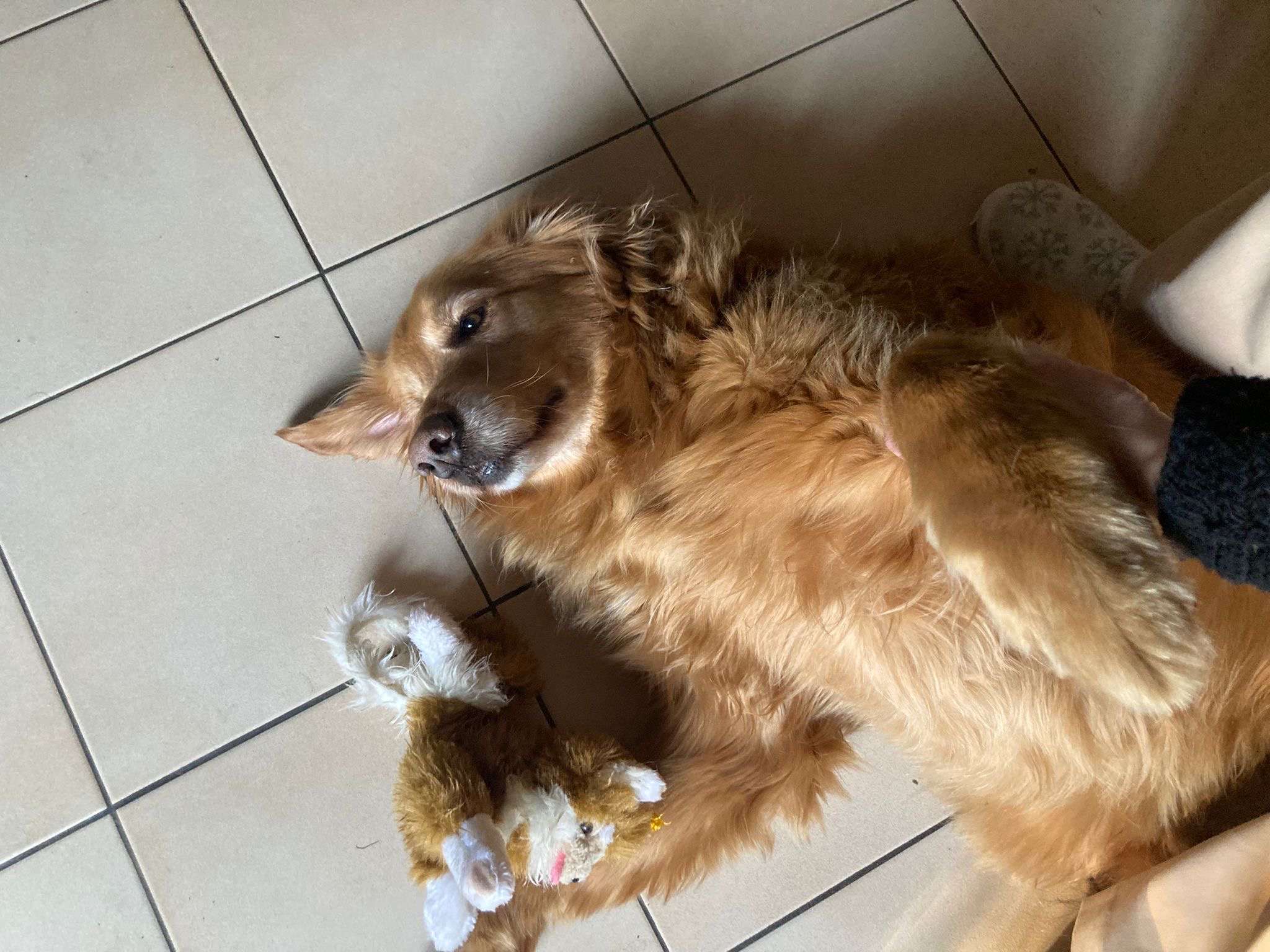 Woufiaou - Pet sitting — photo