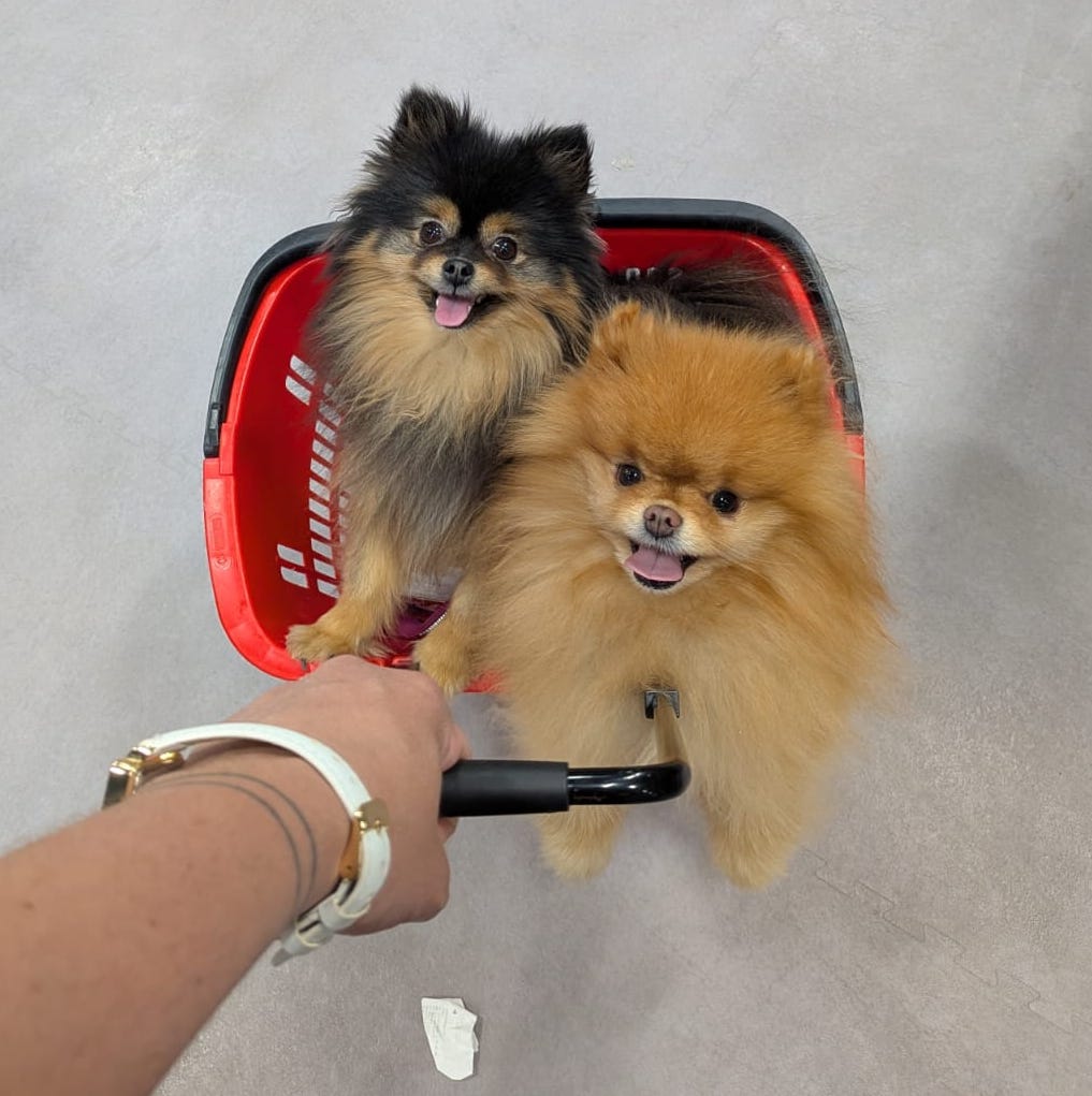 Woufiaou - Pet sitting — photo