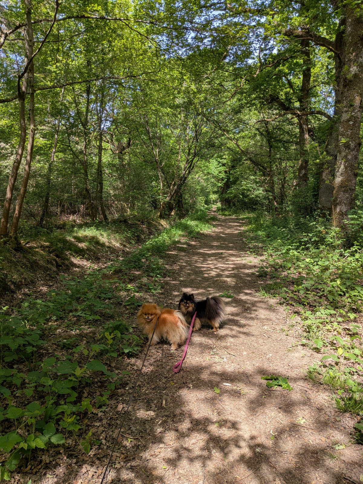 Woufiaou - Pet sitting — photo