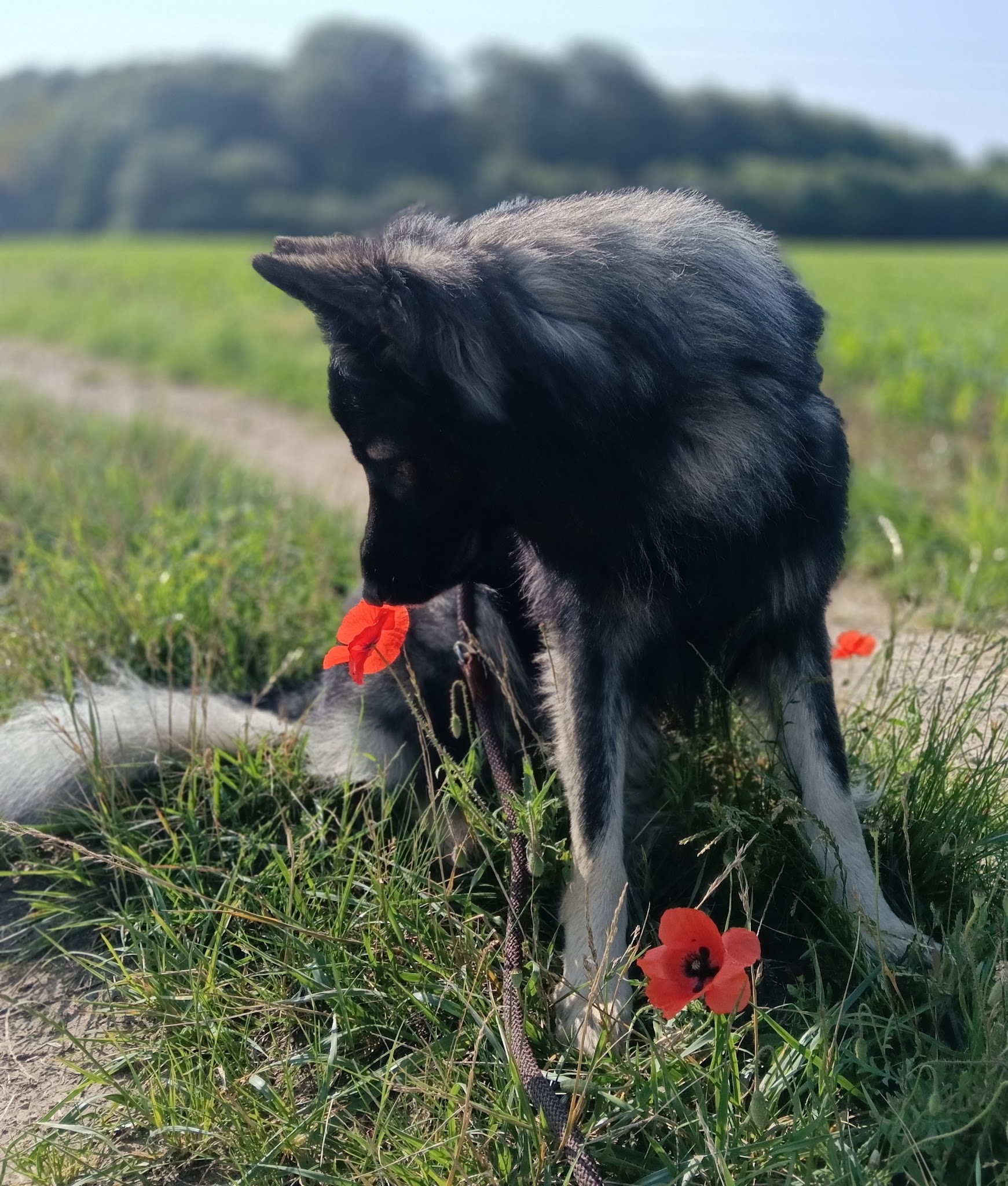 Lili & compagnie 90 — photo
