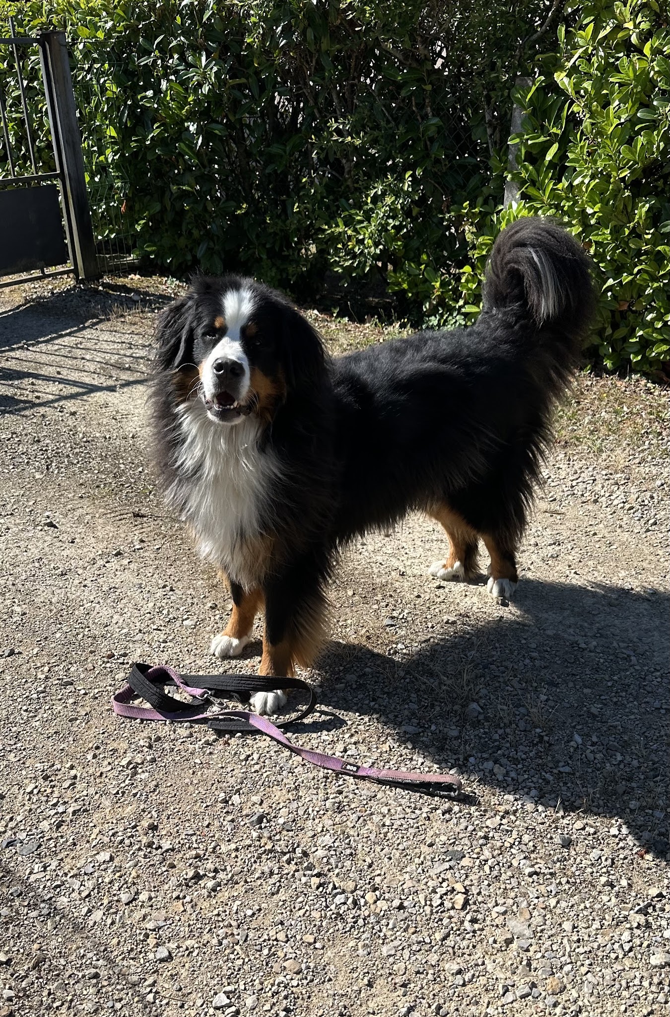 Pierre ArtDoG Educateur dressage Comportementalise Canin — photo