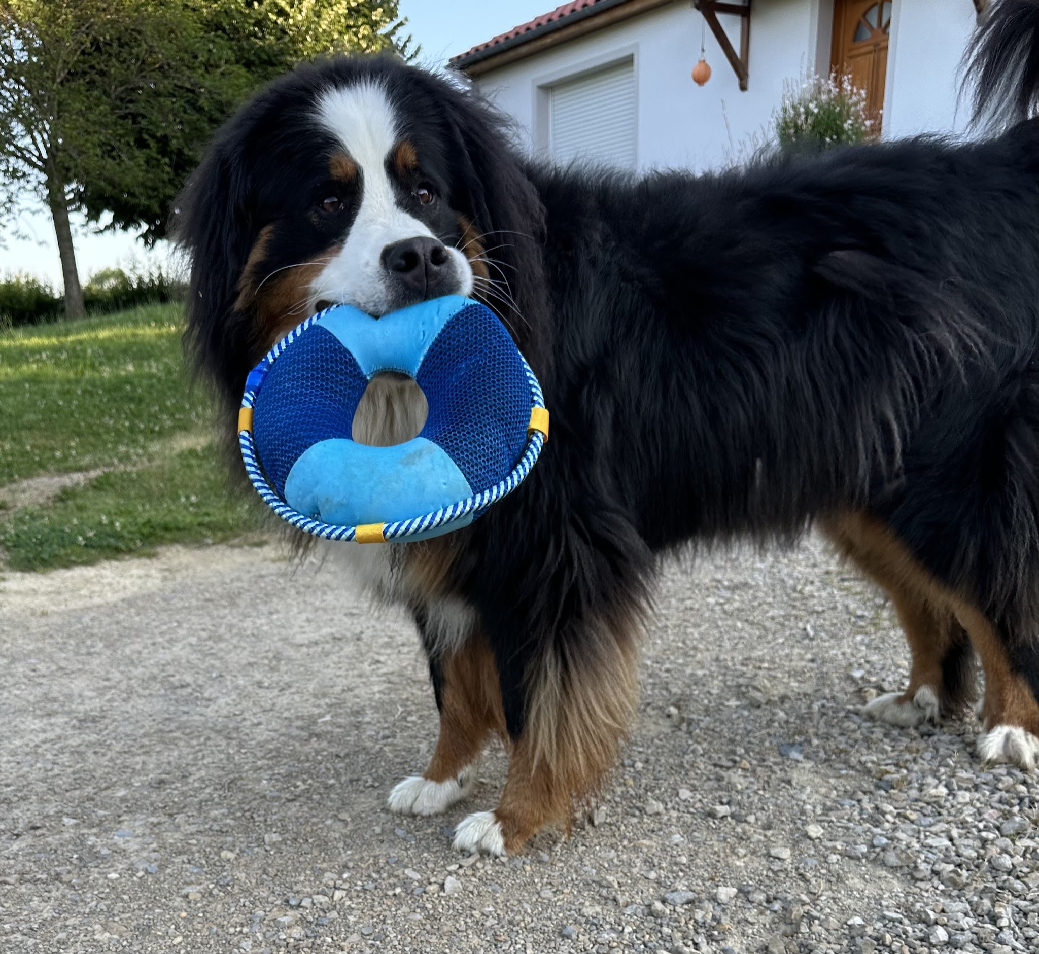 Pierre ArtDoG Educateur dressage Comportementalise Canin — photo