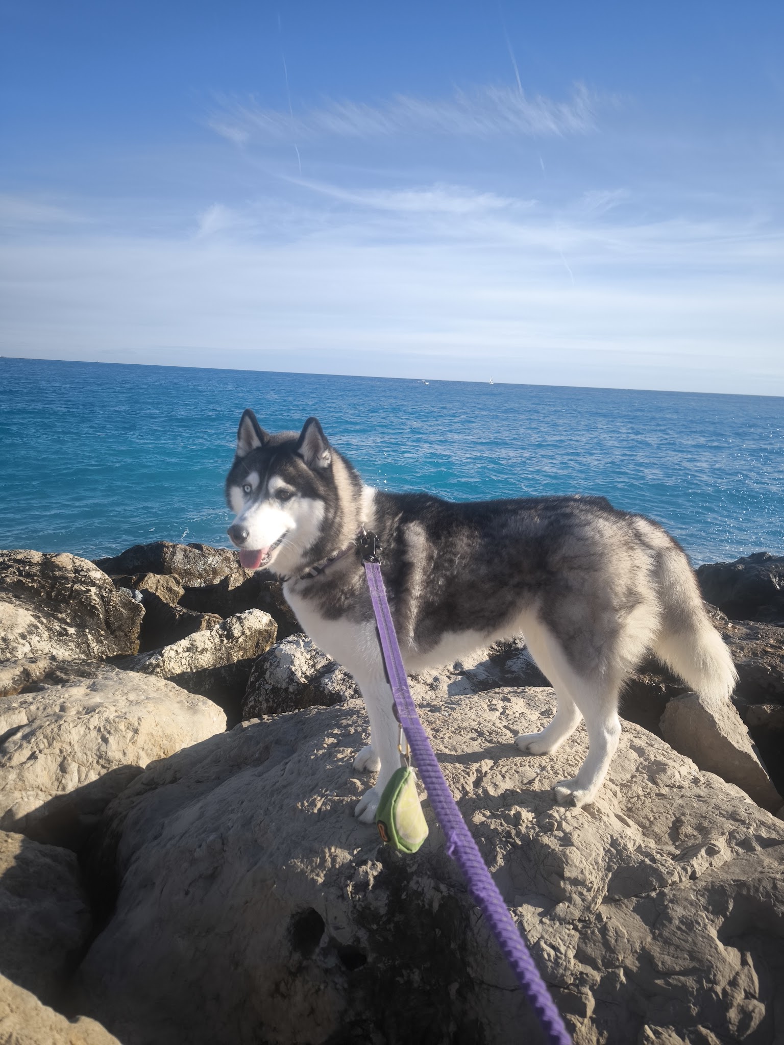 Husky du Vercors — photo