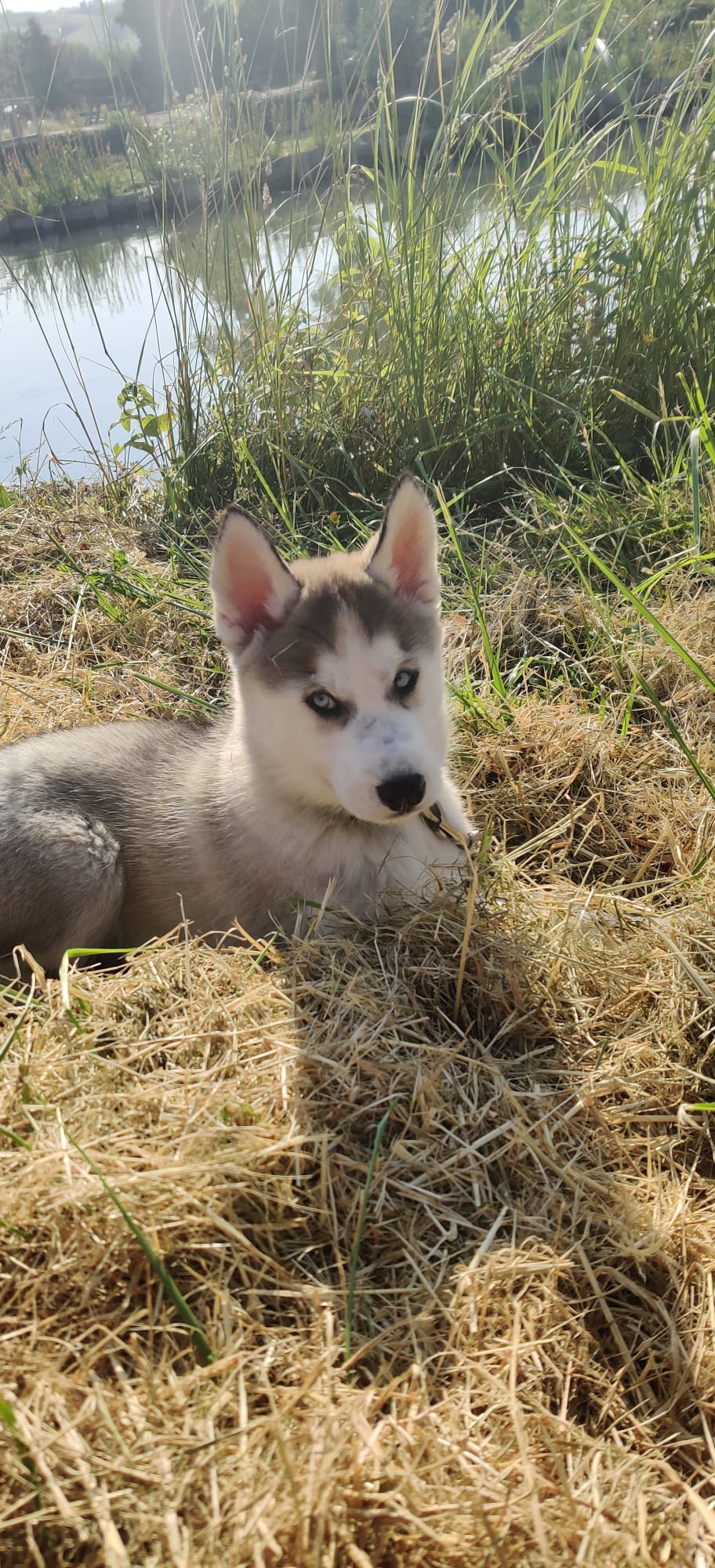 Husky du Vercors — photo