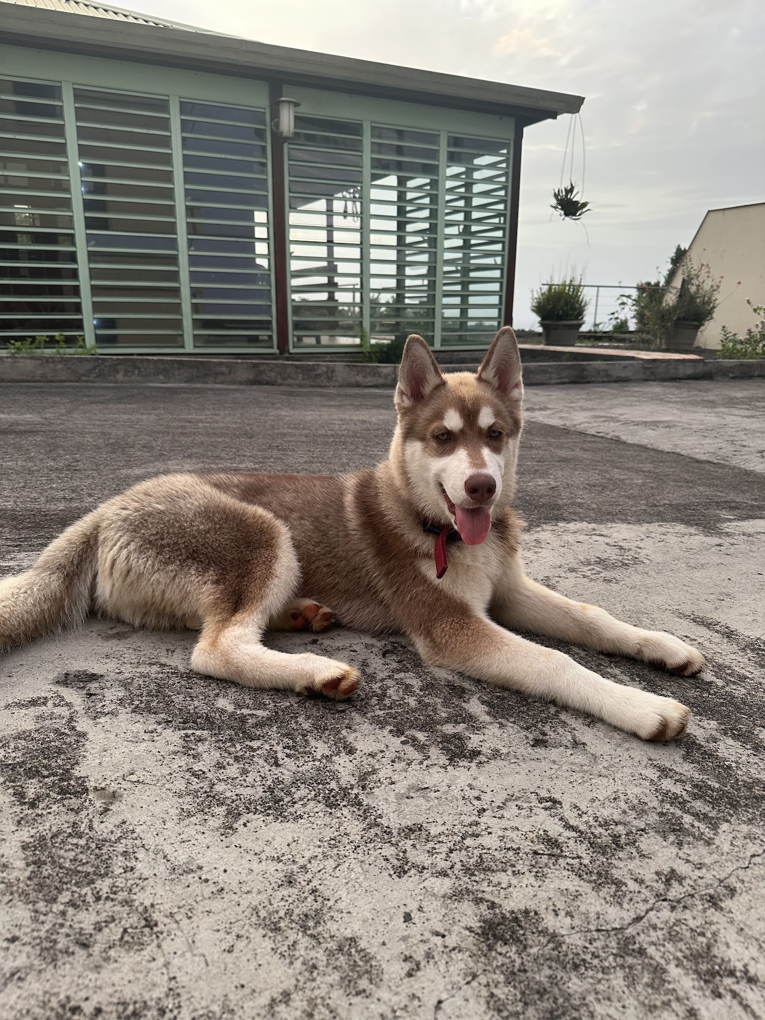 Husky du Vercors — photo