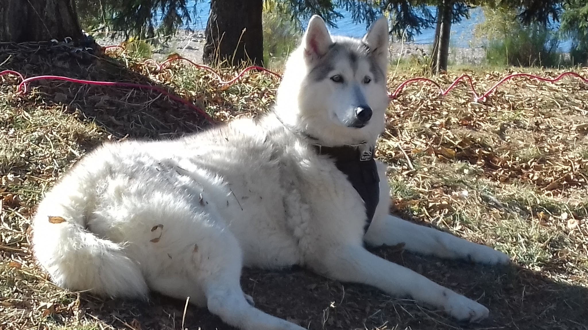 Husky du Vercors — photo