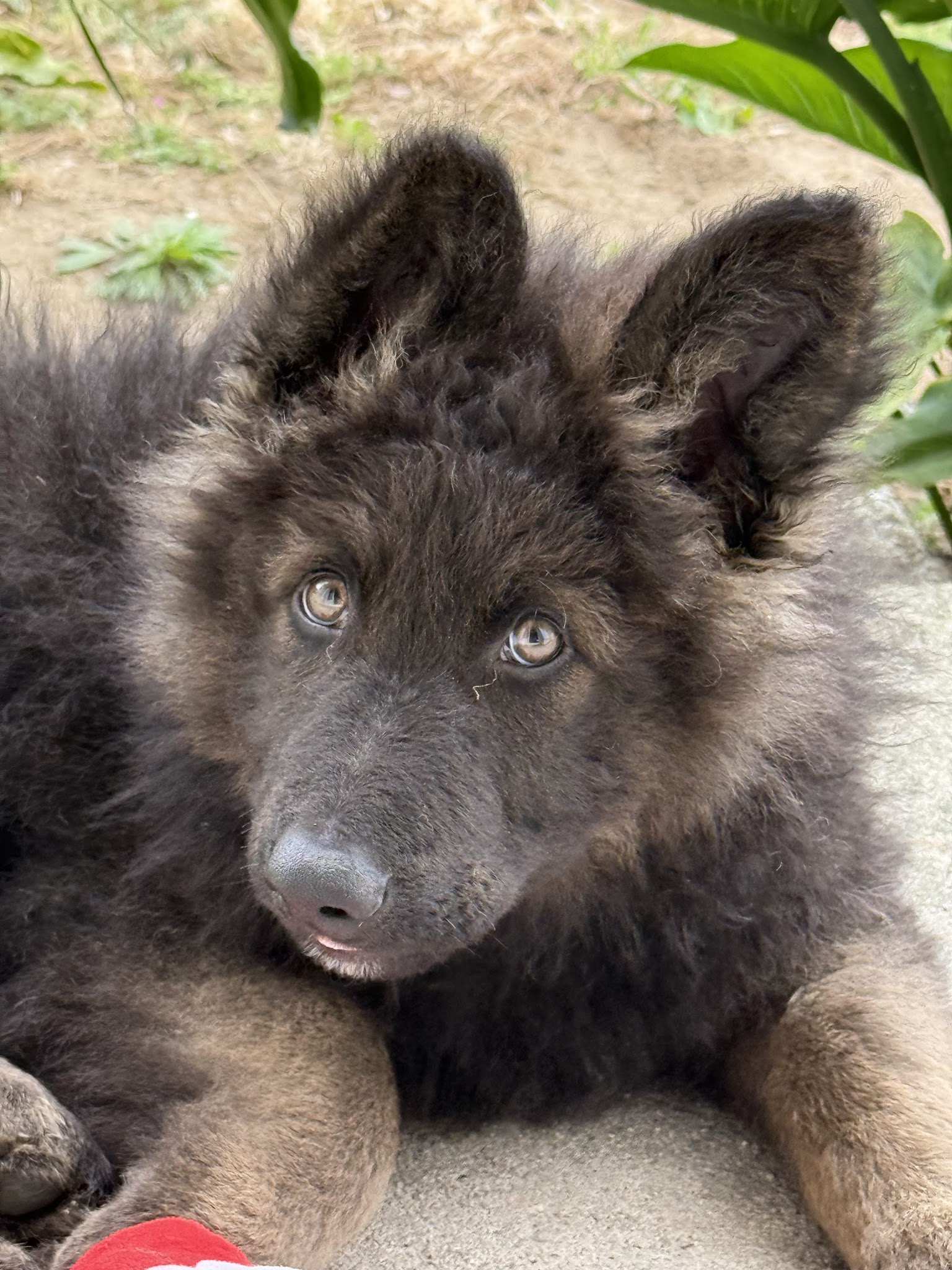 le pacte des loups — photo