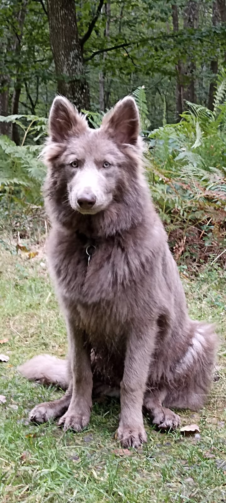 le pacte des loups — photo