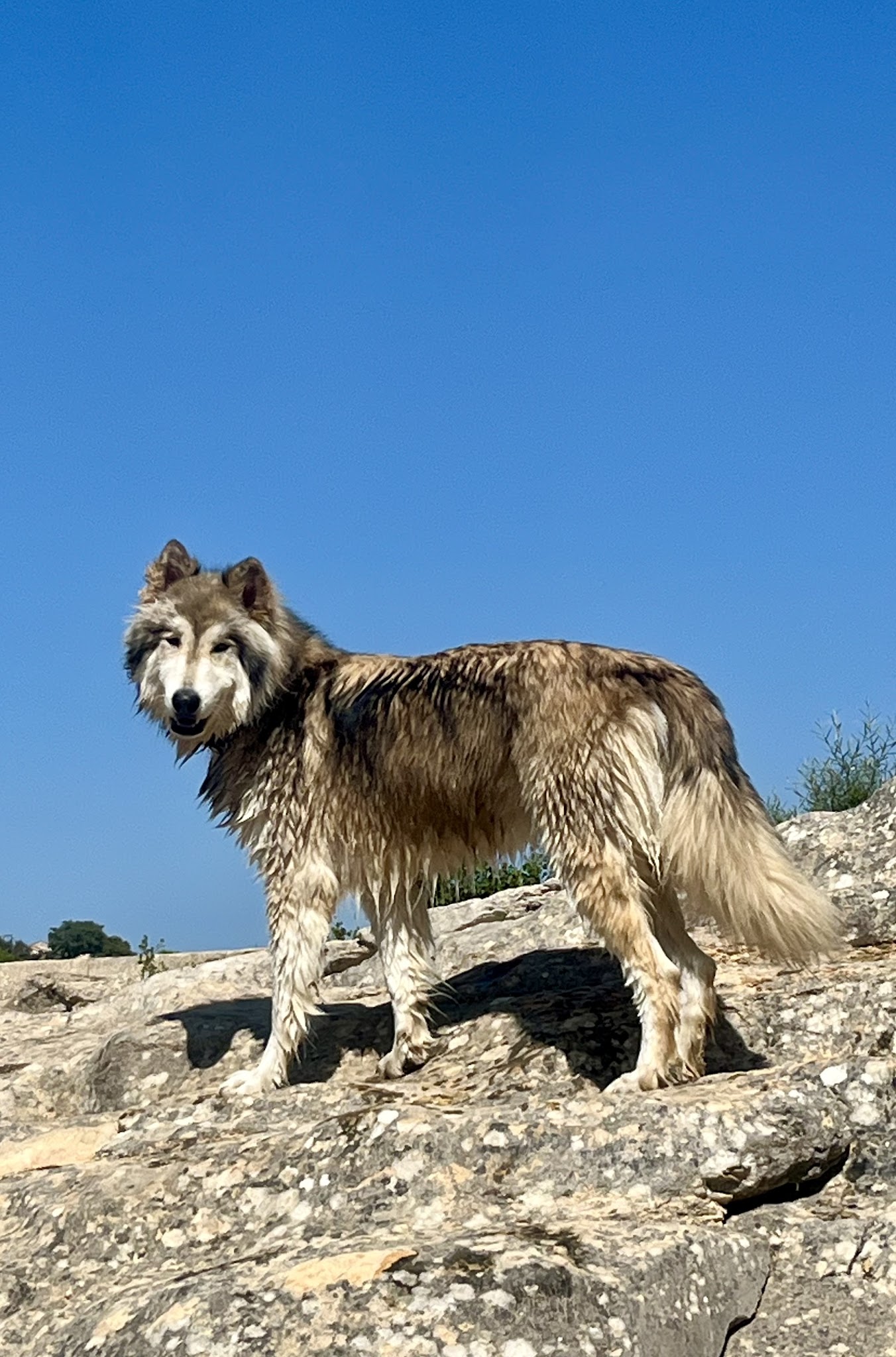 le pacte des loups — photo