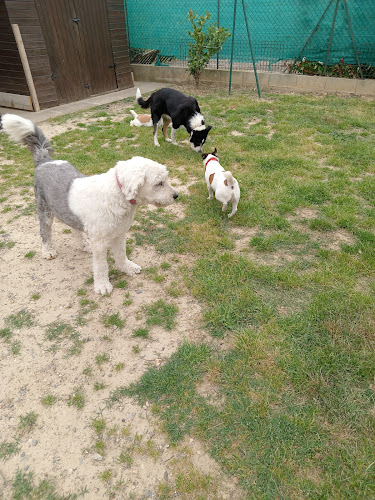 Pet Story 34