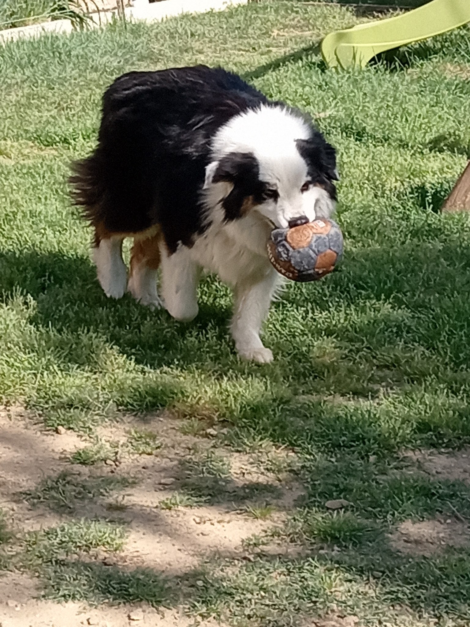 Pet Story 34 — photo