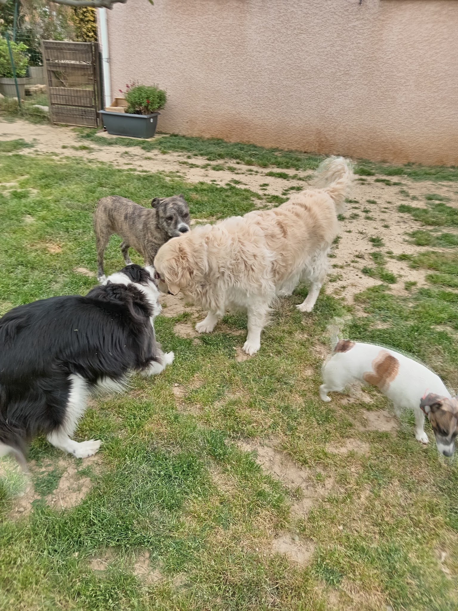 Pet Story 34 — photo