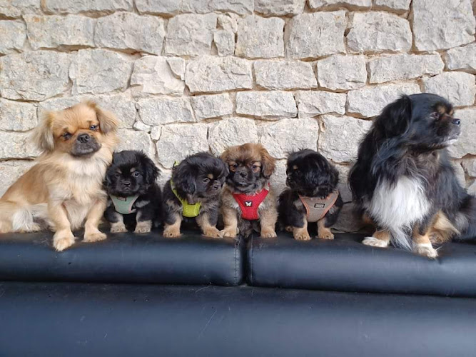 Les petites truffes de Dalye