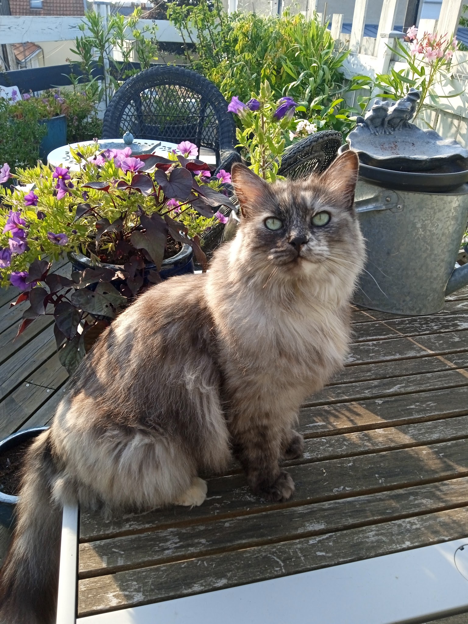 Au Service des Patounes — photo
