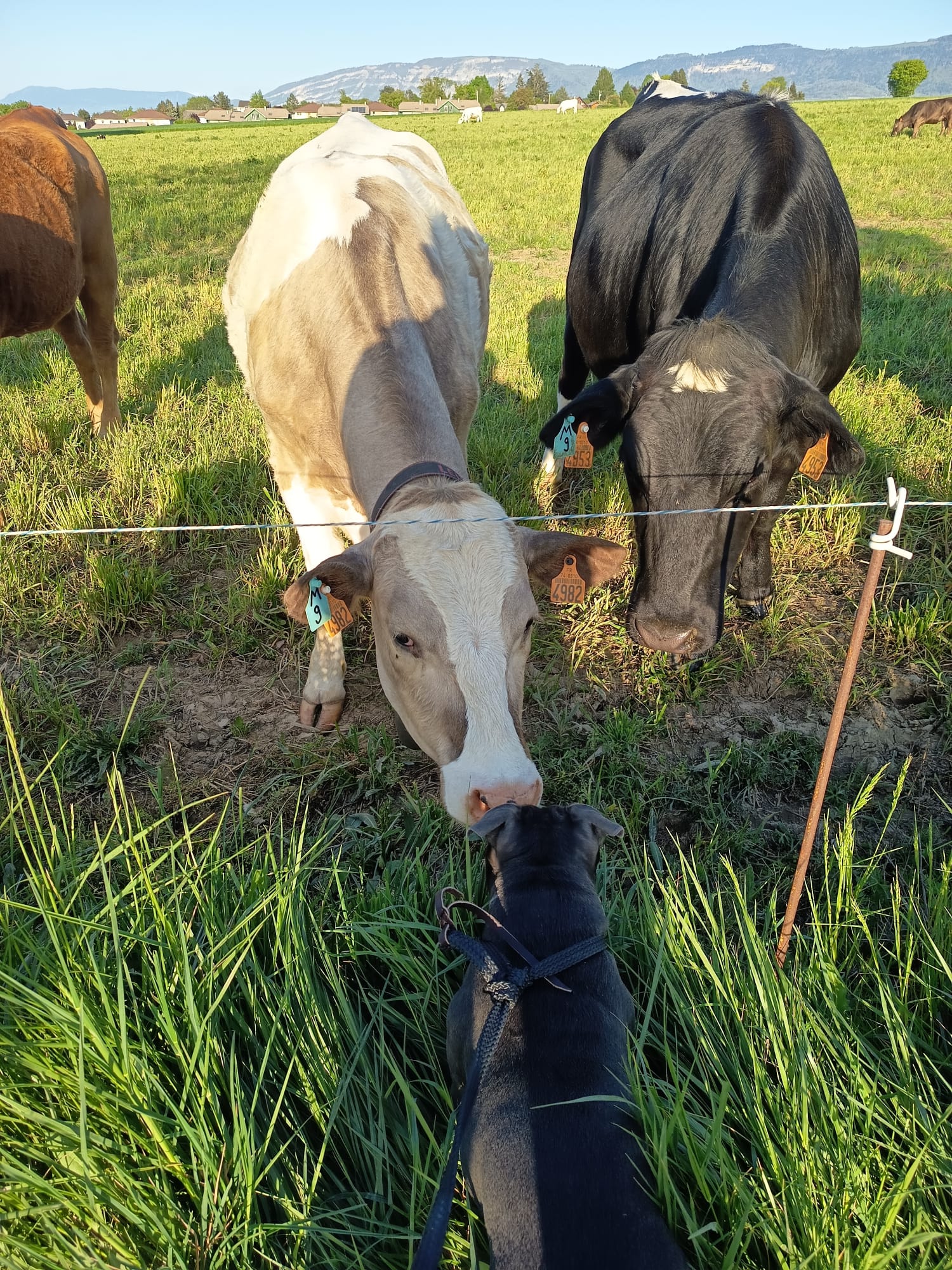 Dolittle Petsitter 74