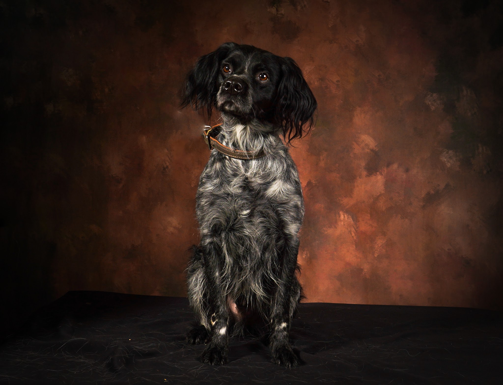 Dog House — photo