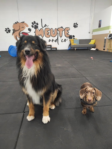 LA MEUTE AND CO-PARC CANIN D'INTERIEUR ET GARDERIE DE JOUR - DOGWASH sans rdv