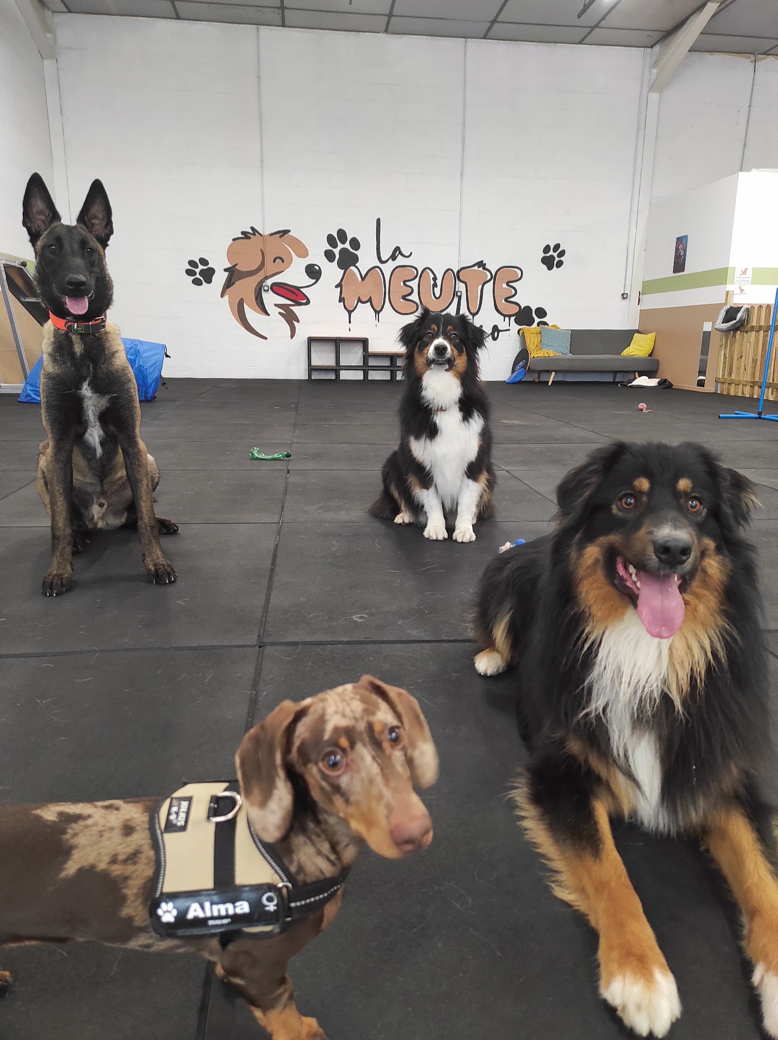 LA MEUTE AND CO-PARC CANIN D'INTERIEUR ET GARDERIE DE JOUR - DOGWASH sans rdv — photo