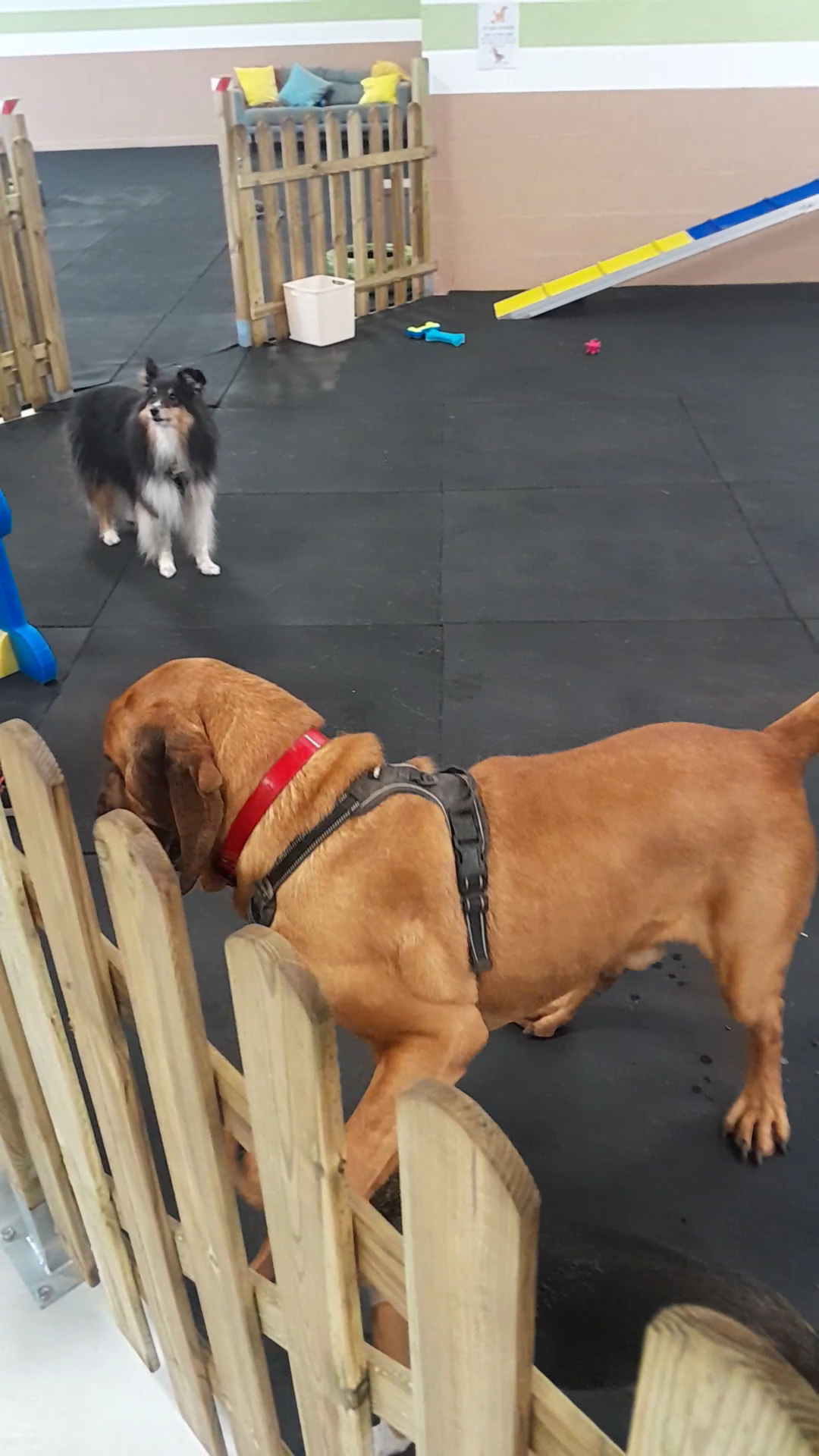 LA MEUTE AND CO-PARC CANIN D'INTERIEUR ET GARDERIE DE JOUR - DOGWASH sans rdv — photo