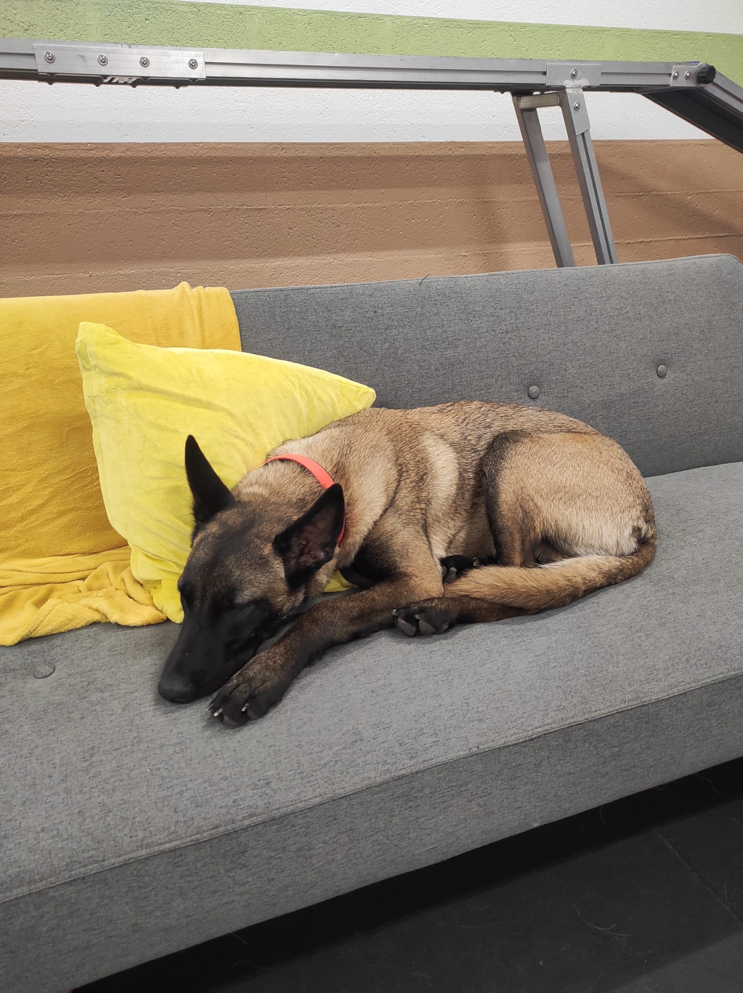 LA MEUTE AND CO-PARC CANIN D'INTERIEUR ET GARDERIE DE JOUR - DOGWASH sans rdv — photo