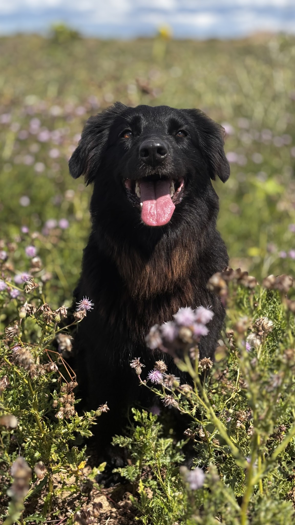 Pension chiens Les amis de Snoopy — photo