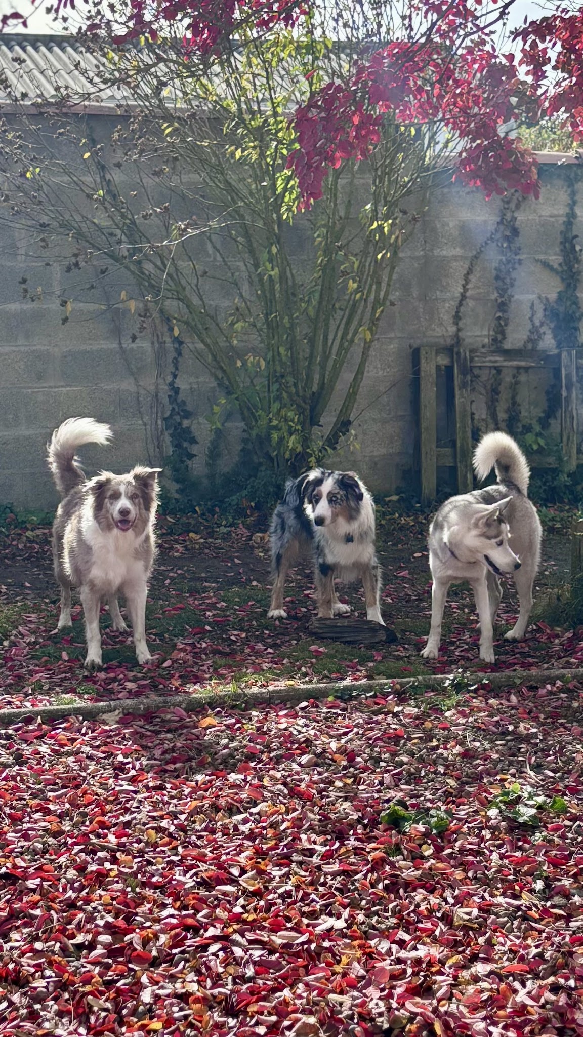Pension chiens Les amis de Snoopy — photo