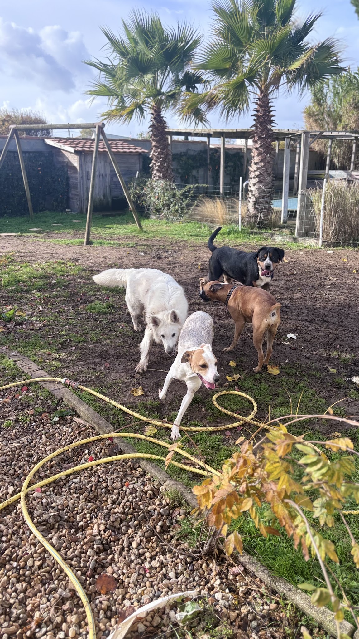 Pension chiens Les amis de Snoopy — photo