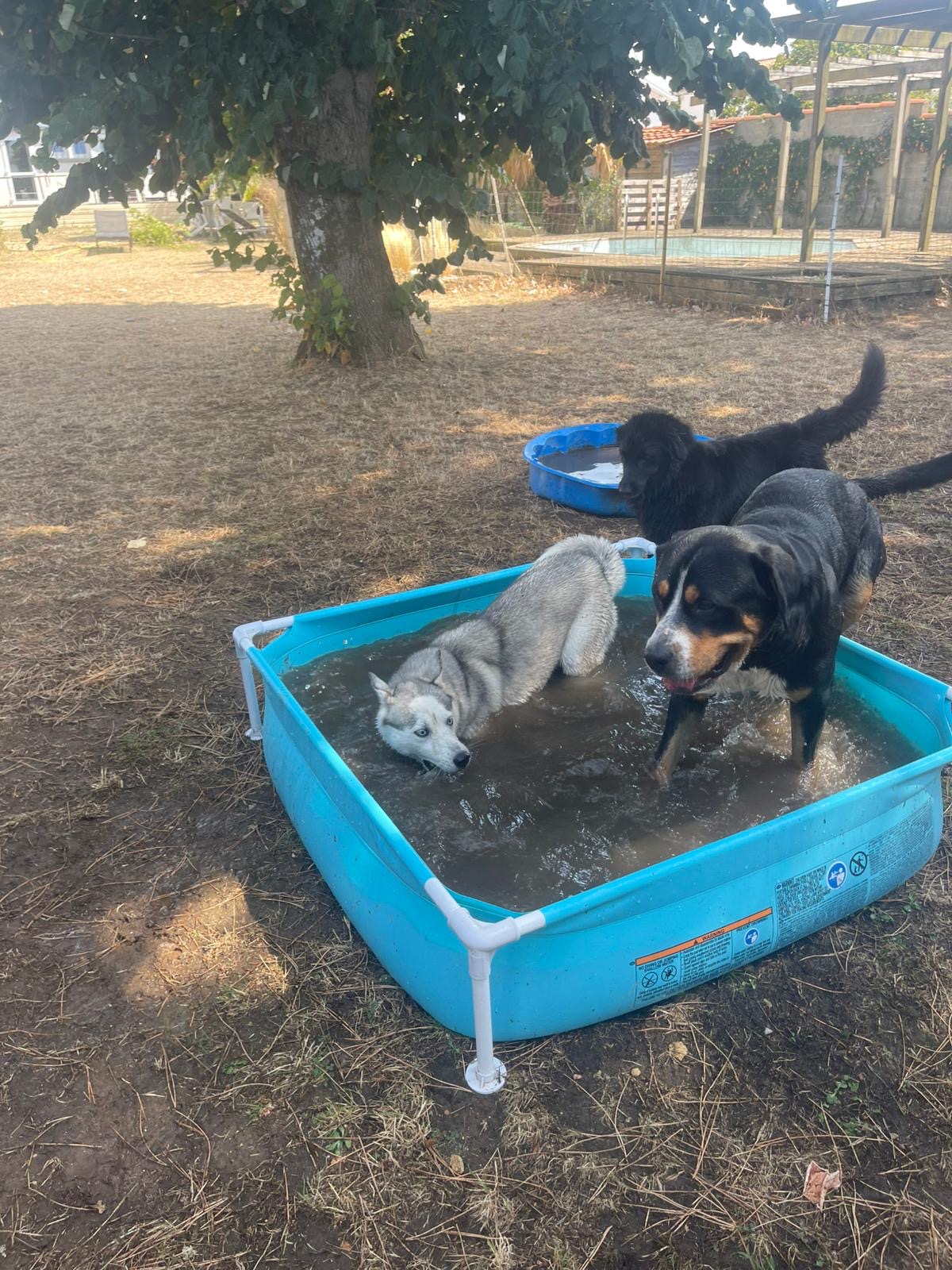 Pension chiens Les amis de Snoopy — photo