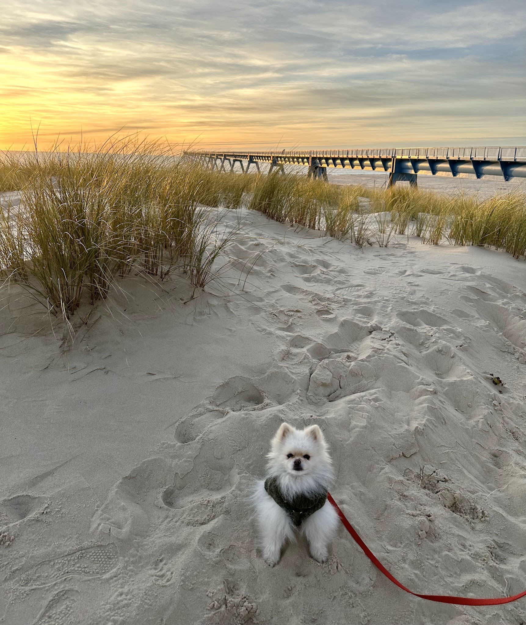 Ocean Paws - Garderie pour chiens — photo