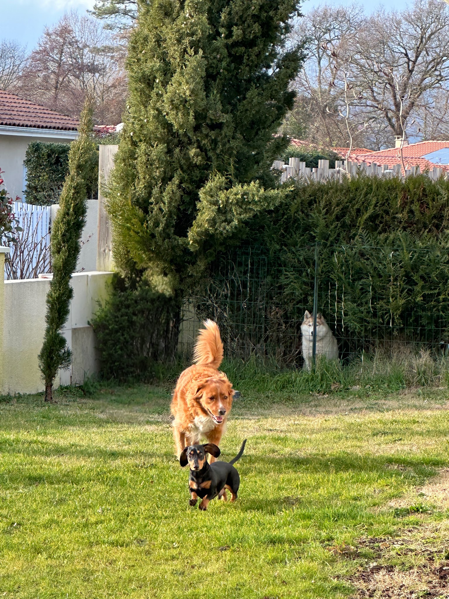 Ocean Paws - Garderie pour chiens — photo