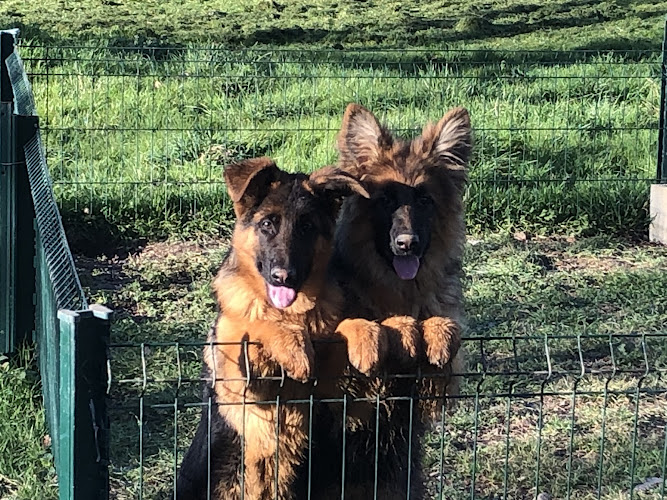 Elevage du val d'esquein berger allemand