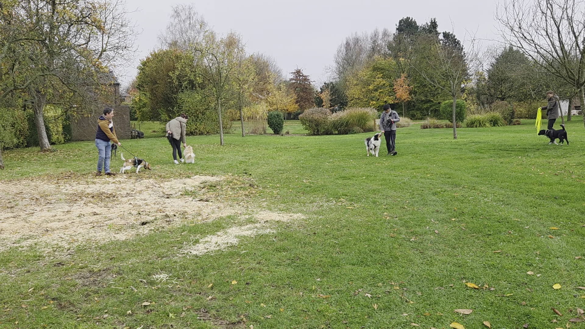 Dog n progress | Educatrice & coach en comportement canin — photo