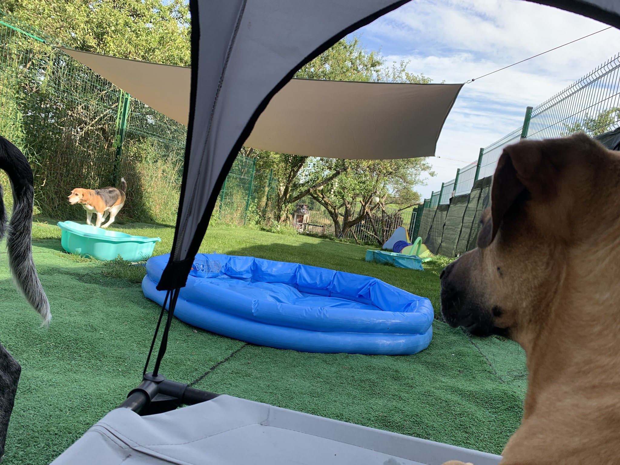 Educateur Comportementaliste canin 55 LogiK9 - Pension Partez Zen — photo