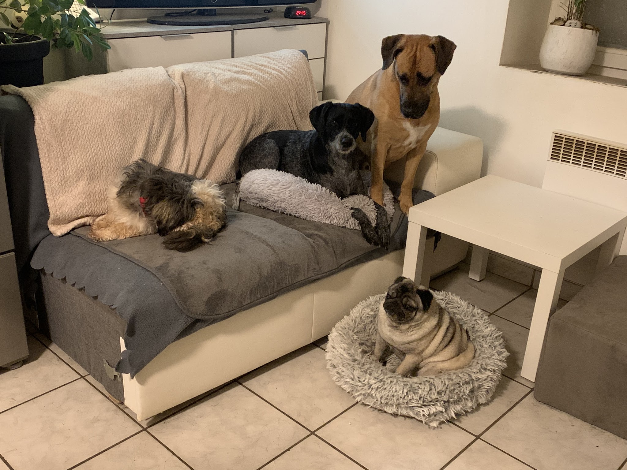 Educateur Comportementaliste canin 55 LogiK9 - Pension Partez Zen — photo