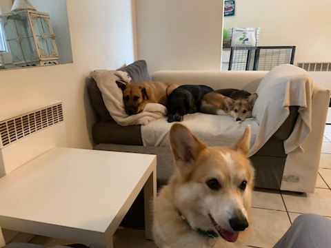 Educateur Comportementaliste canin 55 LogiK9 - Pension Partez Zen — photo