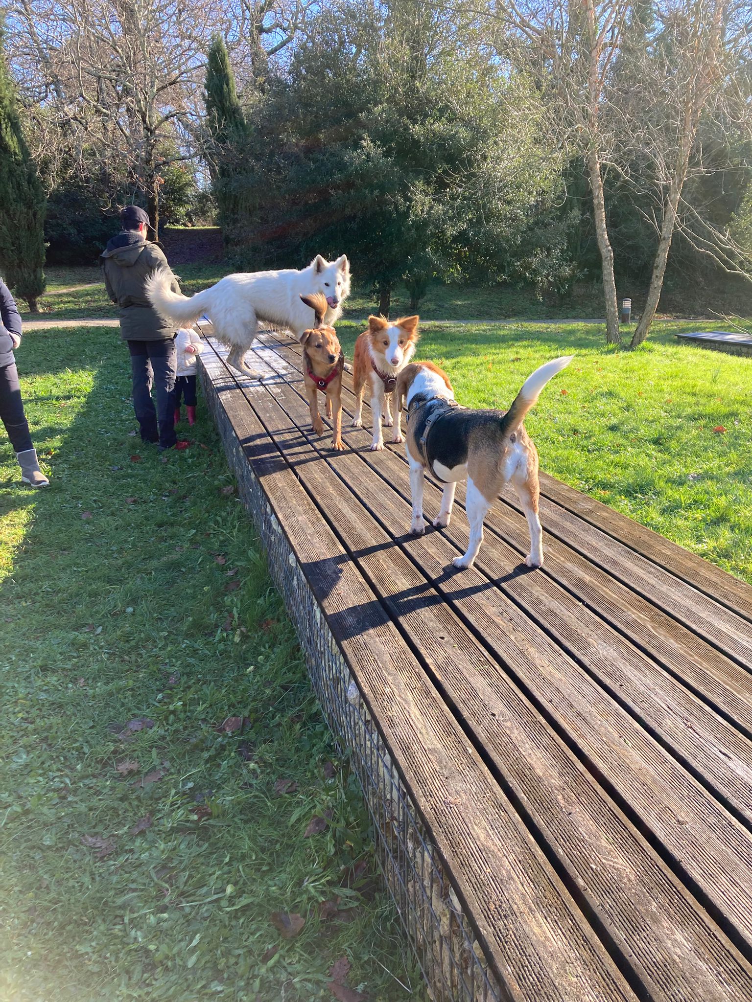 TRUFFE SOCIAL CLUB - Doggy daycare - Garderie loisirs sans hébergement à Bordeaux — photo