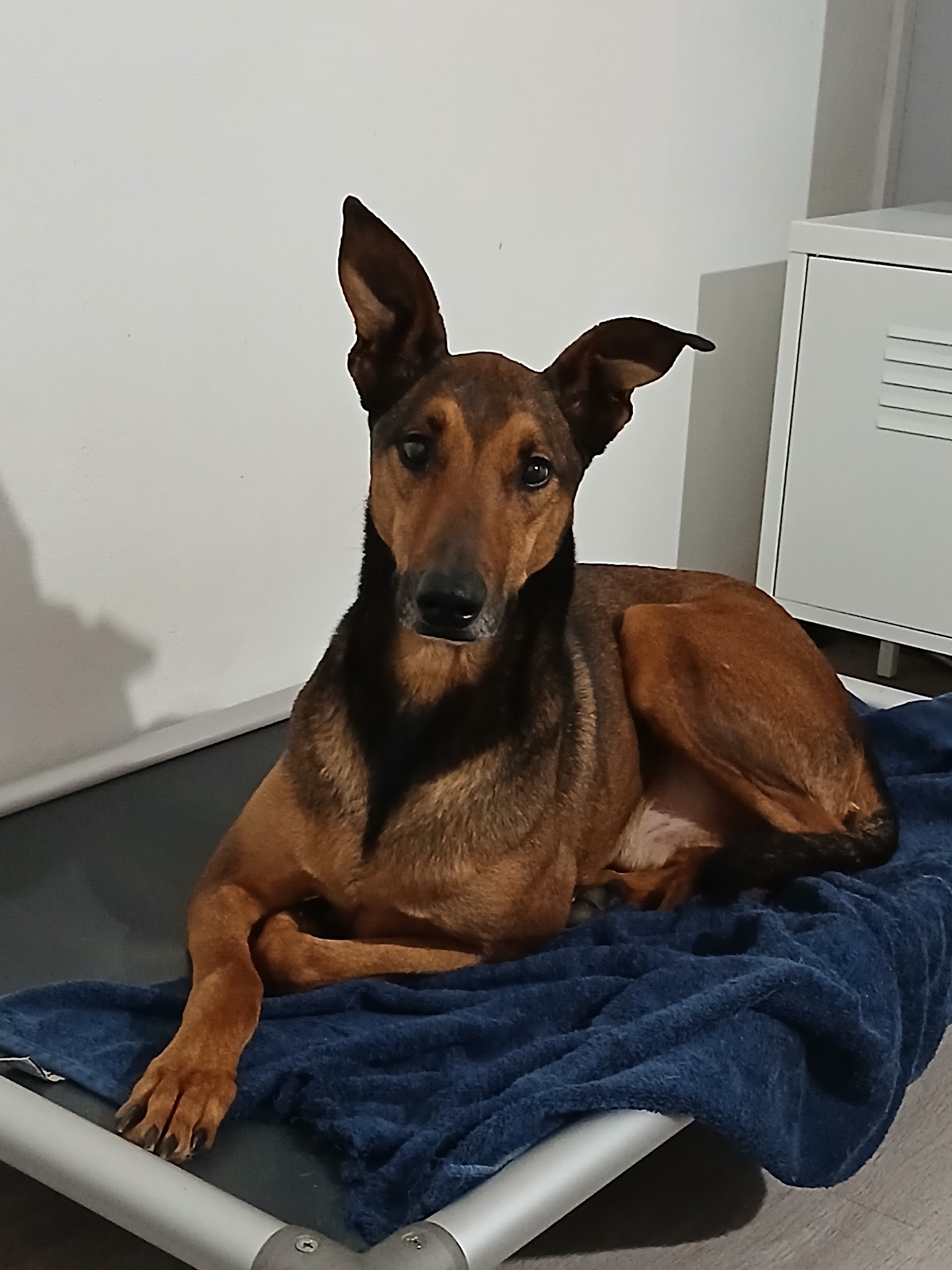 Pension canine Rinaudo — photo