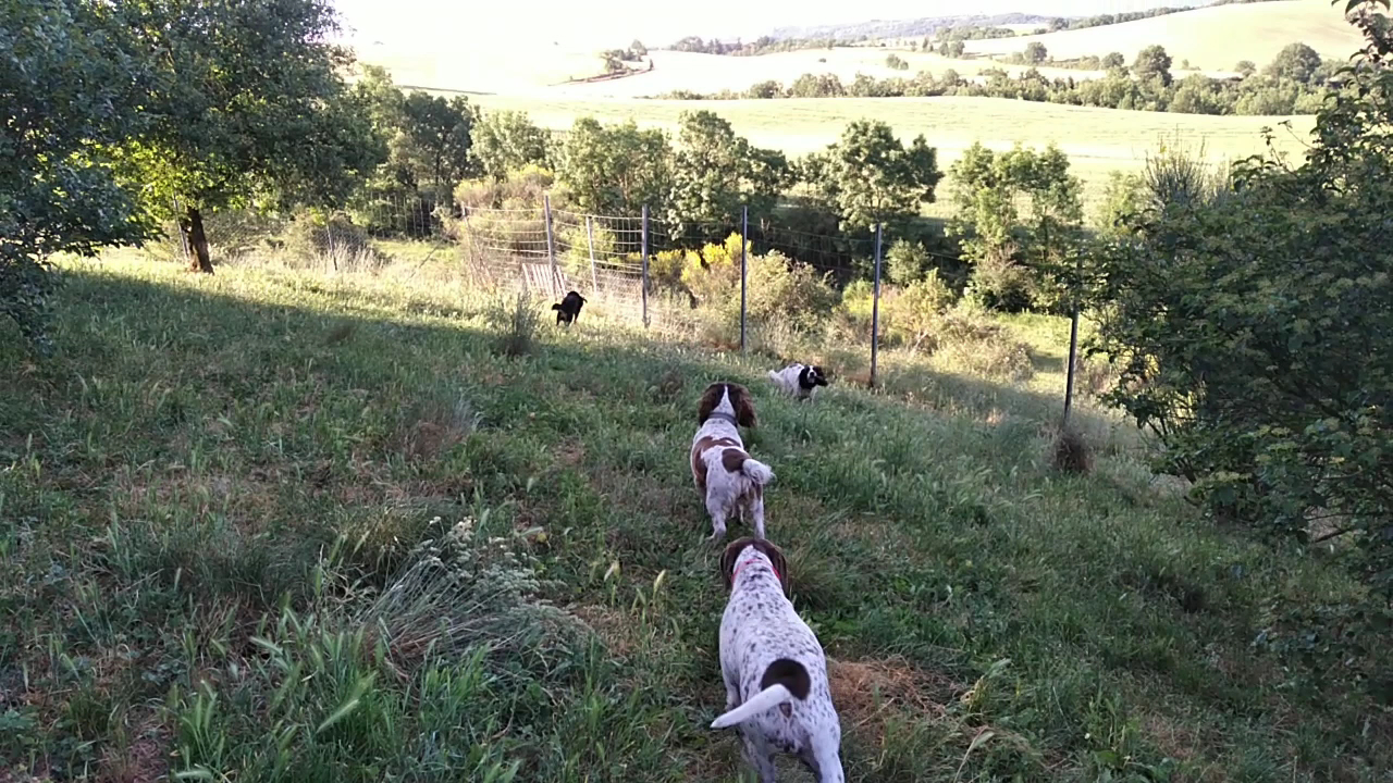 Pension canine Rinaudo