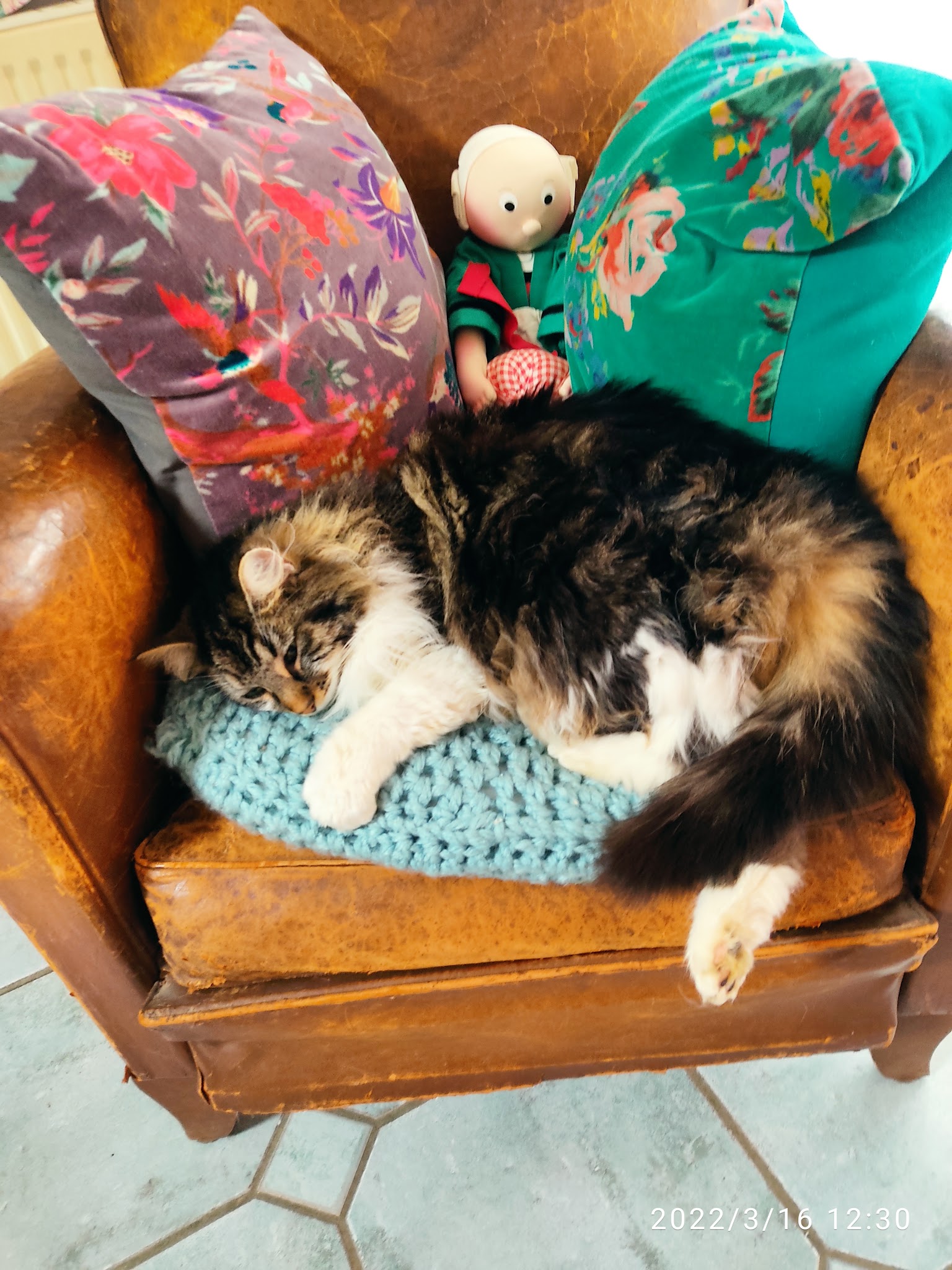 Chloé Pet Sitter — photo