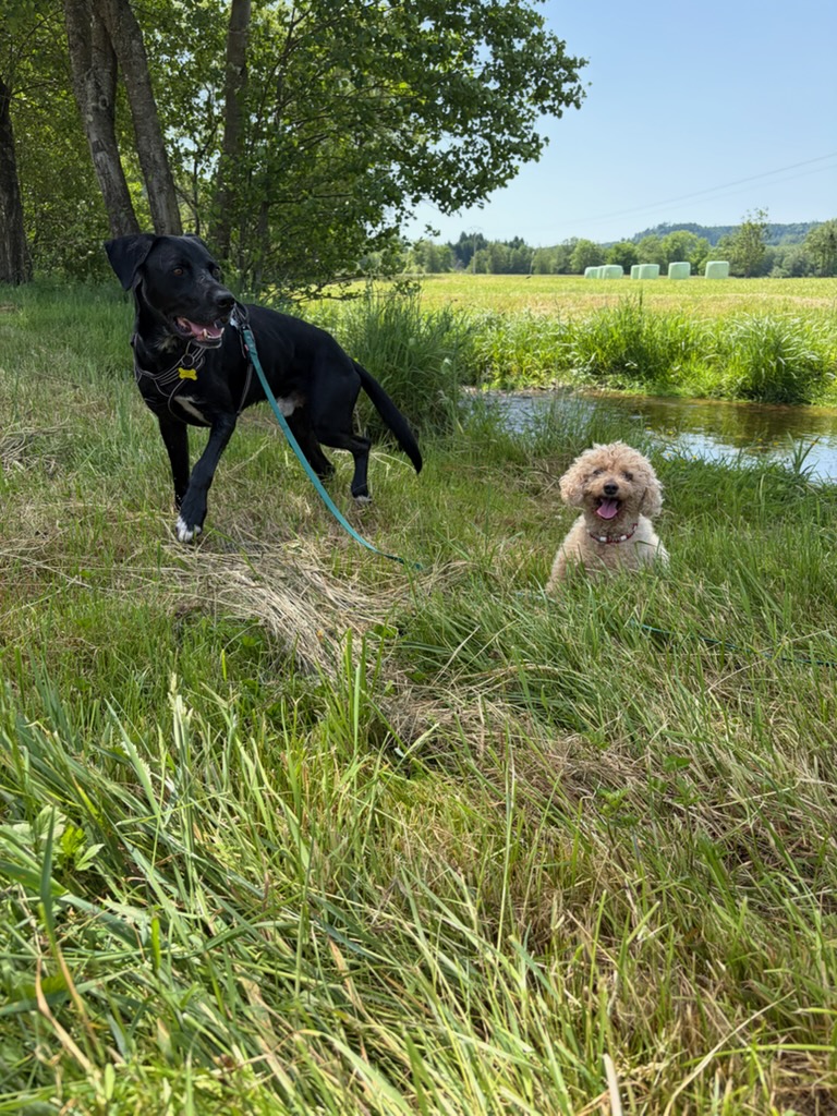 Hugo Sinac - Séjour canin — photo