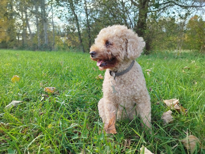 Hugo Sinac - Séjour canin — photo