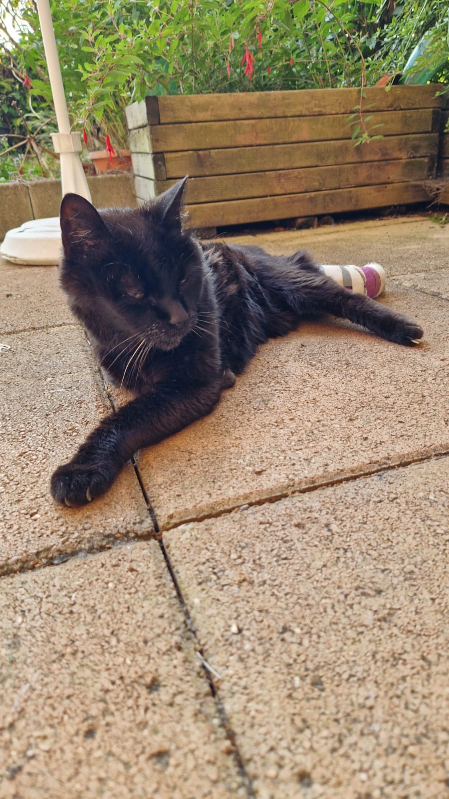 Mille Et Une Pattes — photo