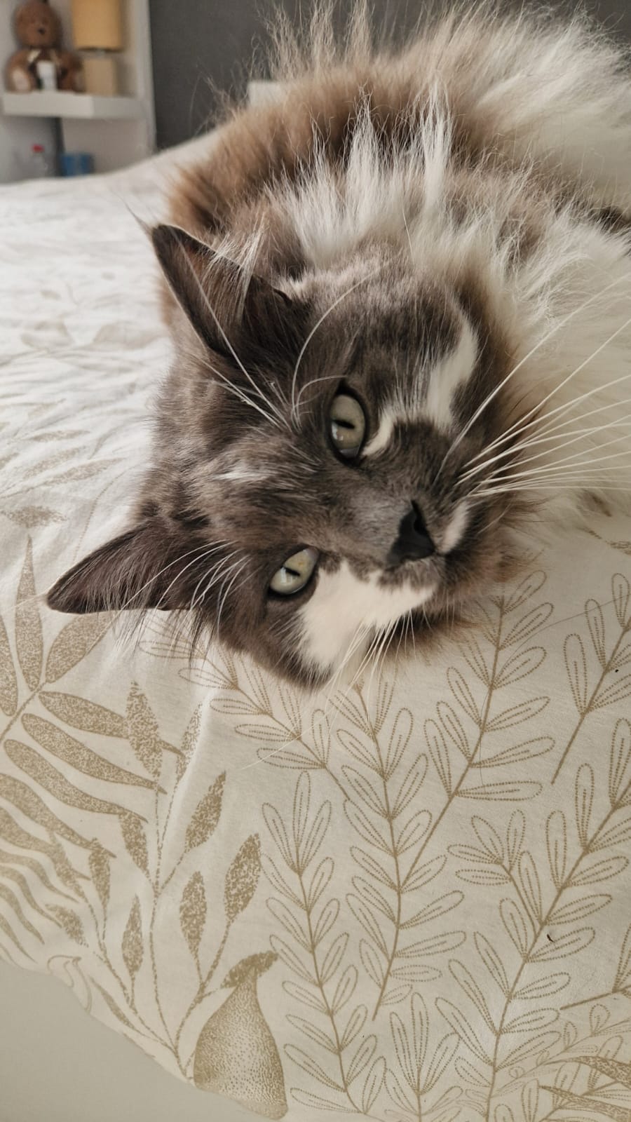 Mille Et Une Pattes