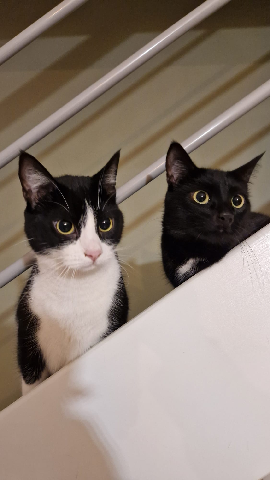 Mille Et Une Pattes — photo