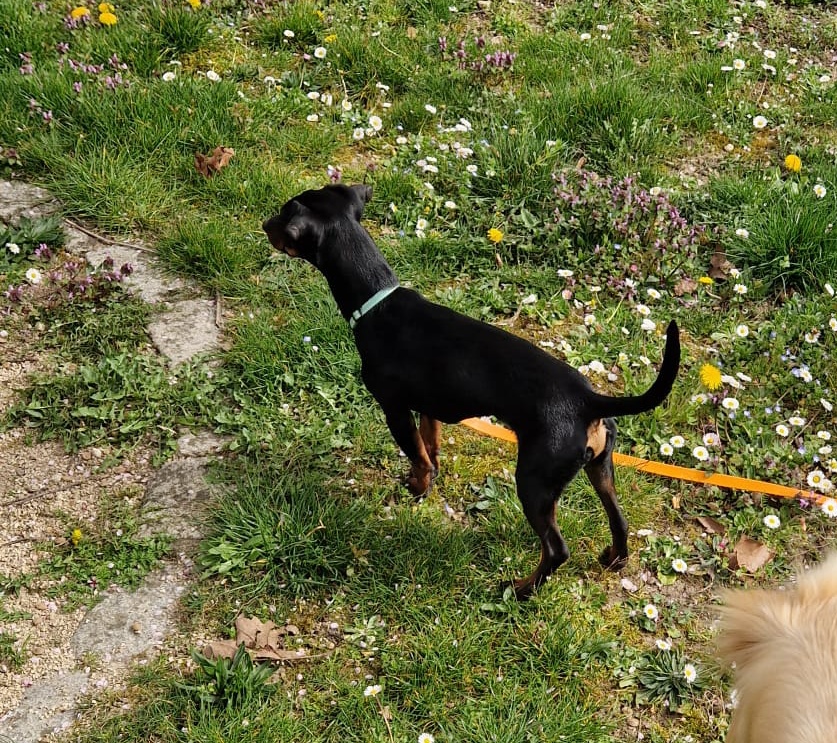 Mille Et Une Pattes — photo