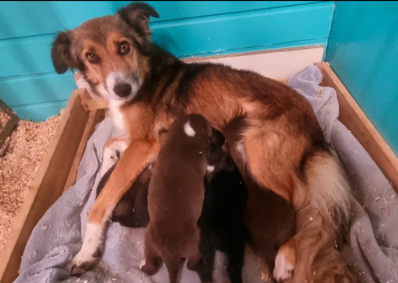 LDCDog /Les louanges de capry- Centre Canin-Pension canine- — photo
